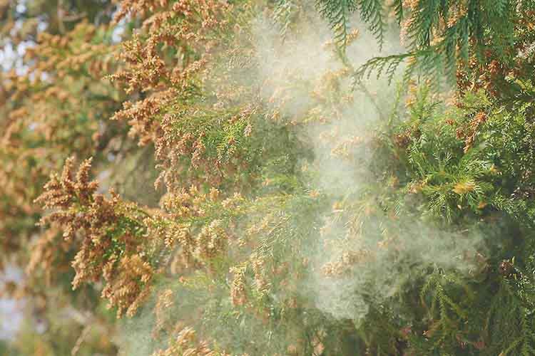 アレルギー性結膜炎のイメージ画像